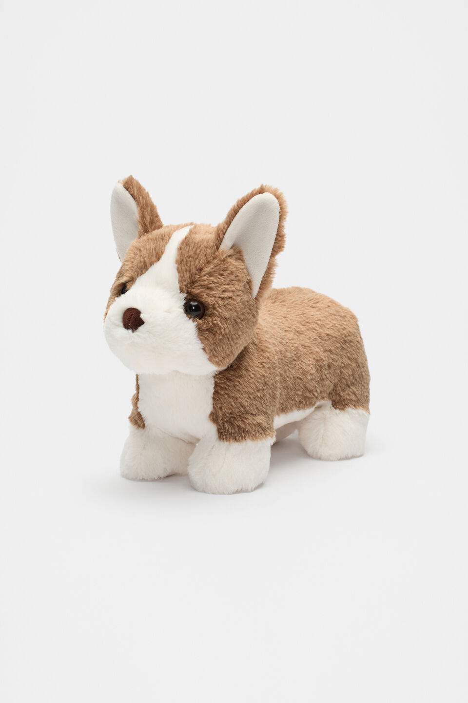 Luna The Corgie  Brown