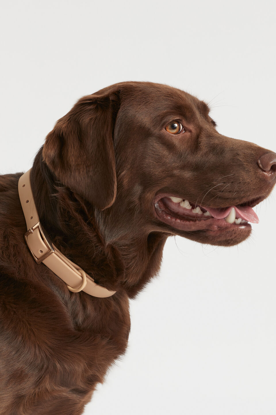 Pet Collar  Light Chestnut
