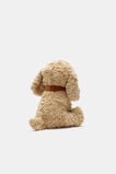 Keeleco Cavapoo  Multi  hi-res