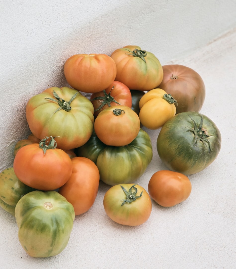 seed heritage x Jenna Holmes