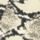 Snake Print